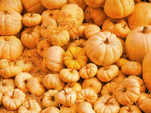 Pumpkin vegetarian food