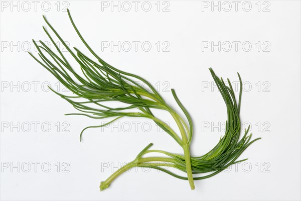 Monk's beard