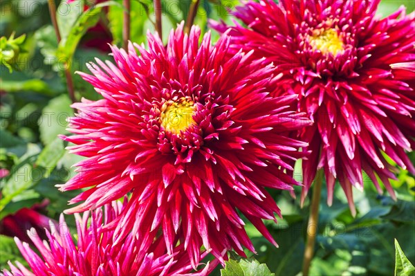 China aster