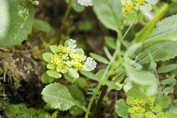 Spleenwort
