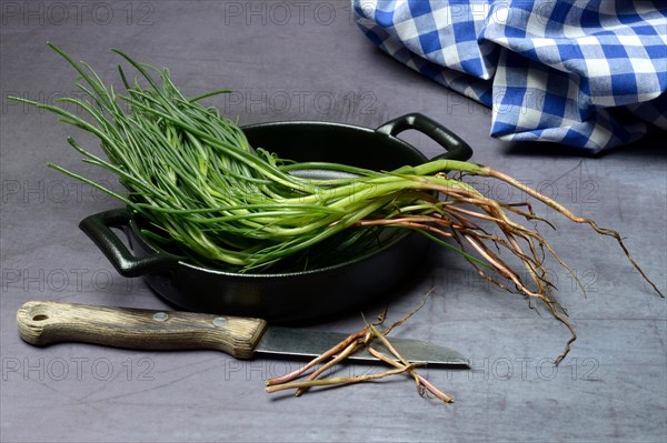 Monk's beard with knife on pot