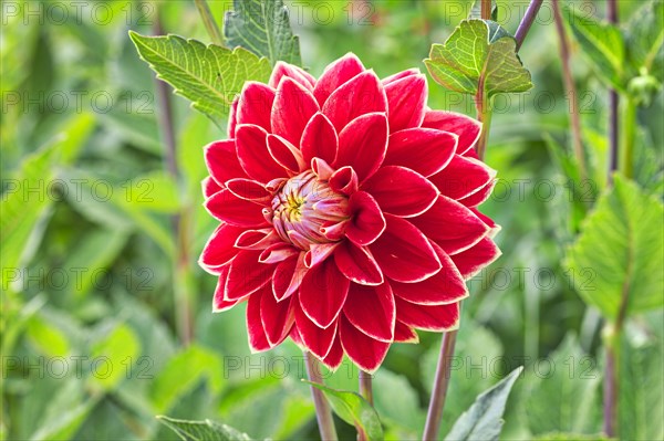 Dahlia