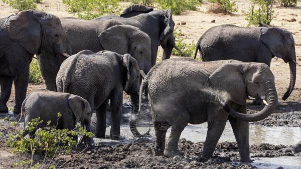 African elephants