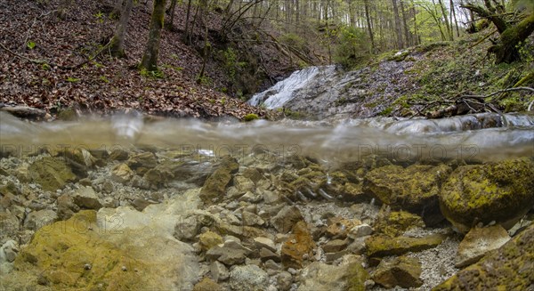Forest stream with waterfall in the UNESCO World Heritage Beech Forest in the Limestone Alps National Park