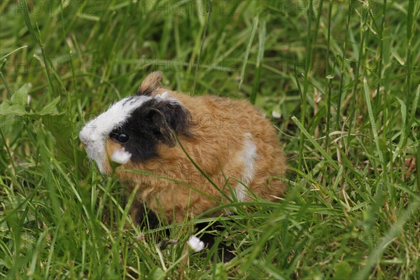 Guinea Pig pigs
