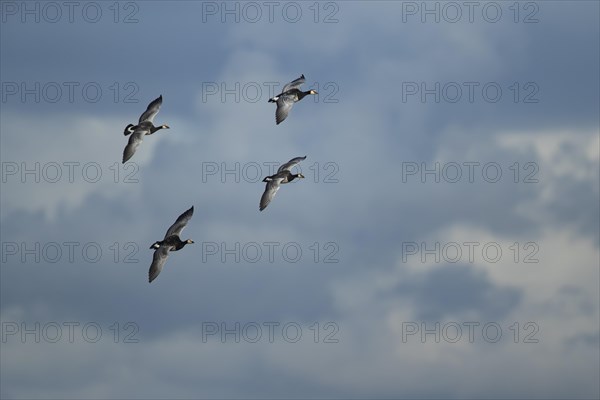 Barnacle goose