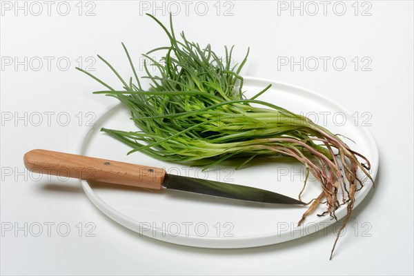 Monk's beard with knife on plate