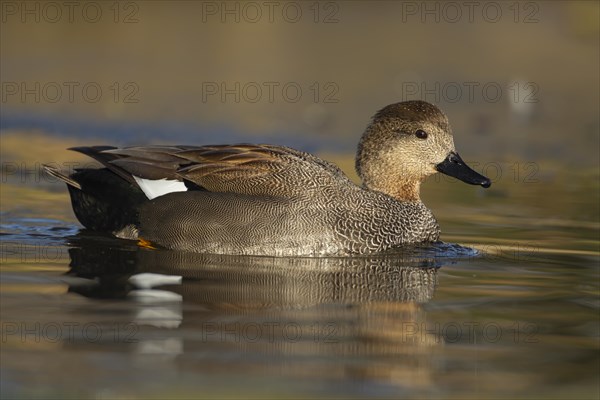 Gadwall