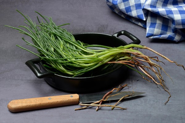Monk's beard with knife on pot