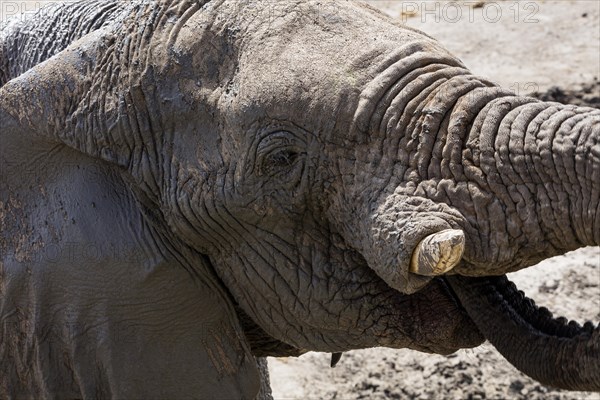 African elephant