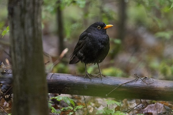 Blackbird