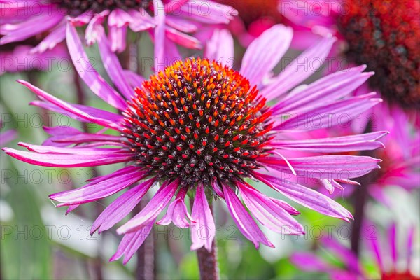 Narrow-leaved purple coneflower