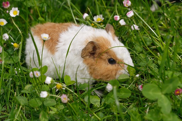 Guinea Pig pigs