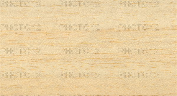 Light brown ayous samba wood texture background