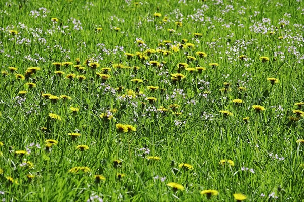 Meadow in spring with dandelion and meadowfoam