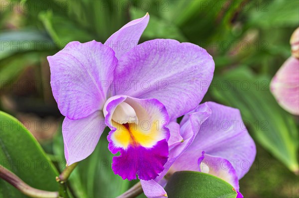 Orchid