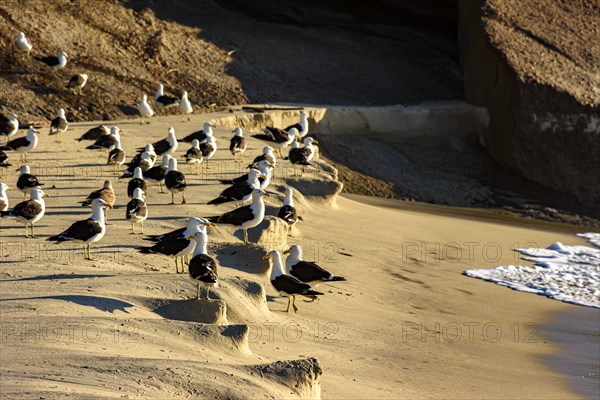 Seagulls resting on the sand at Devil beach in Ipanema in Rio de Janeiro