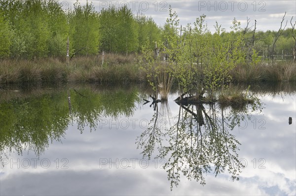 Moorland