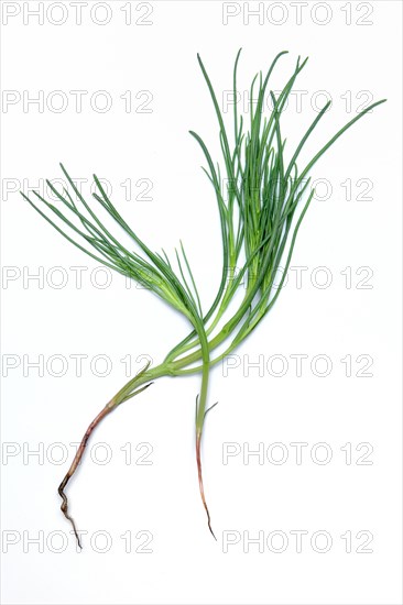 Monk's beard