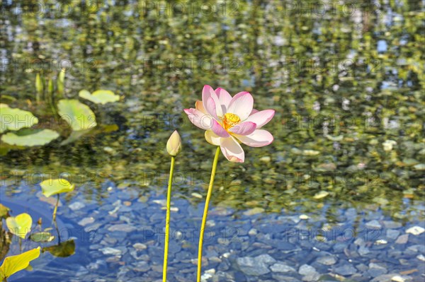 Indian lotus
