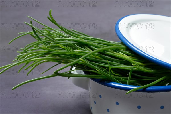 Monk's beard in pots