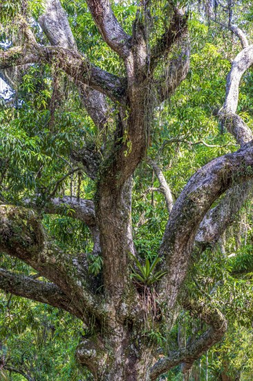 Tree trunk with many parasites in the preserved rainforest of Rio de Janeiro