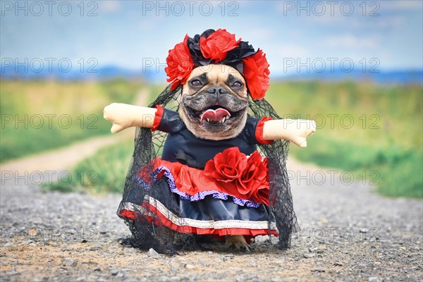 Funny French Bulldog dog dressed up with 'La Catrina' Halloween costume with red and black dress with rose flowers and lace veil from Mexican 'Los Muertos' Day of the Dead festival