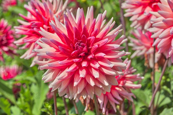 Dahlia