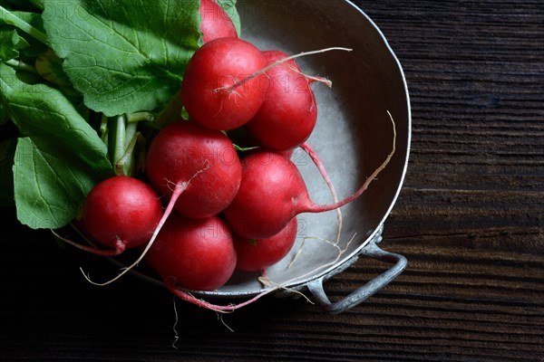 Bunch of radish