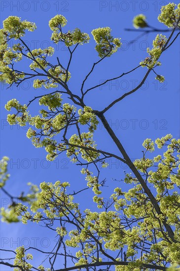 Flowering Norway maple
