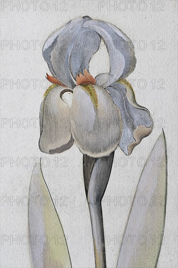 Irises