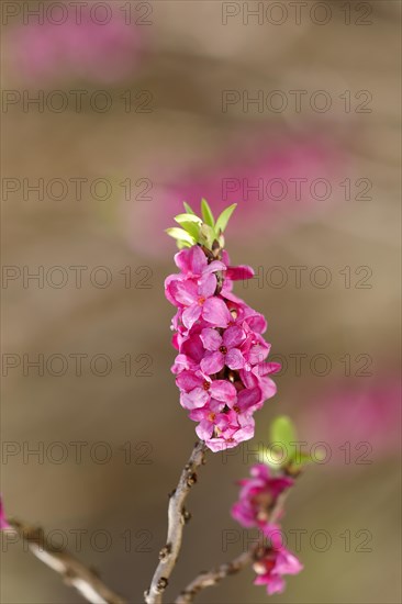 Daphne