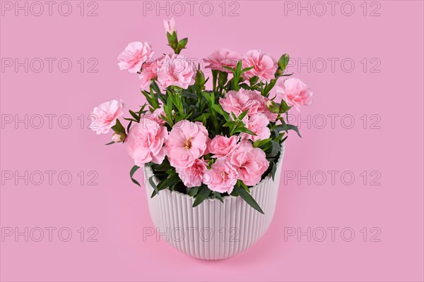 Beautiful pink