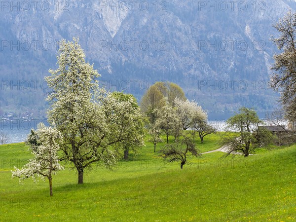 Meadow with blossoming fruit trees