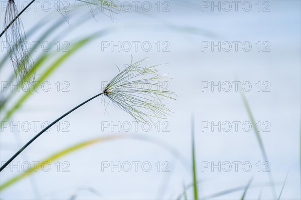 (Cyperus papyrus) single branch above the water surface in the channels of the Kwando River.