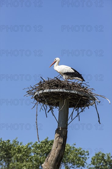 White stork