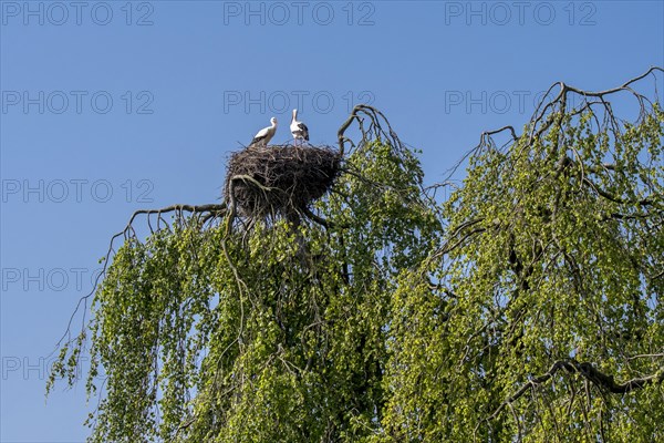 White stork