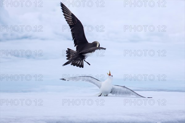 Arctic skua