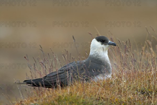 Arctic skua