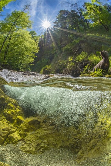 Underwater photo of a mountain stream in the Limestone Alps National Park with domestic dog Lagotto Romagnolo