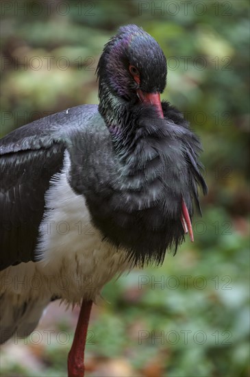 Black stork