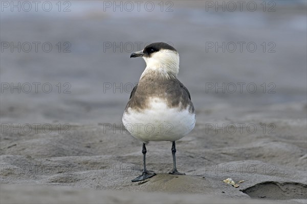 Arctic skua