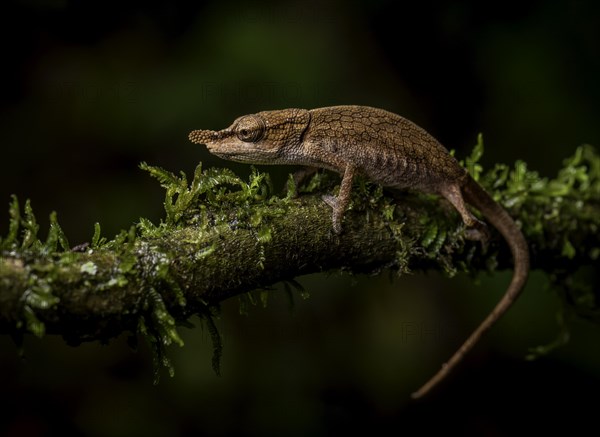 A female bicoloured chameleon
