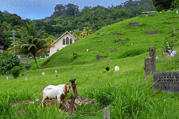 Goat grazing among graves in cemetery at the village Charlotteville