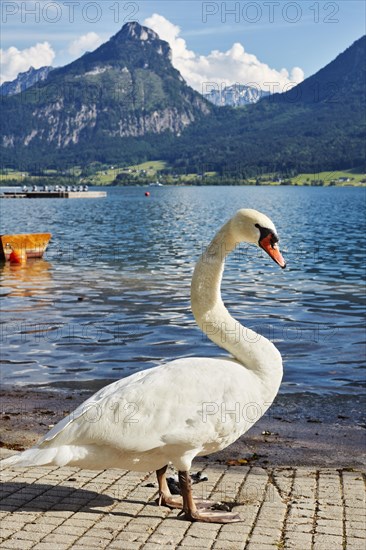 Mute Swan