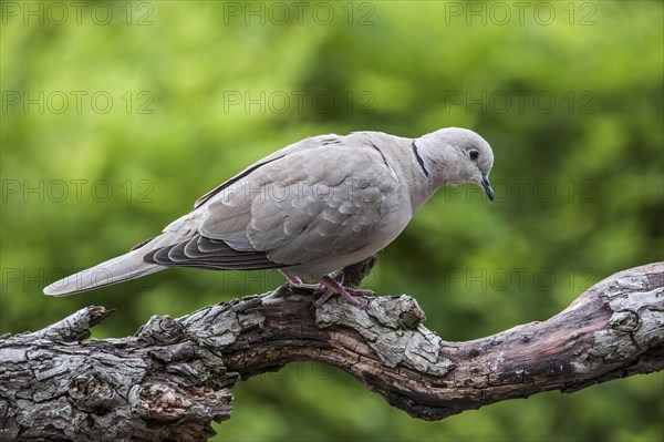 Eurasian Collared Dove