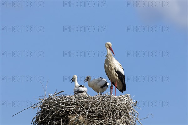 White storks