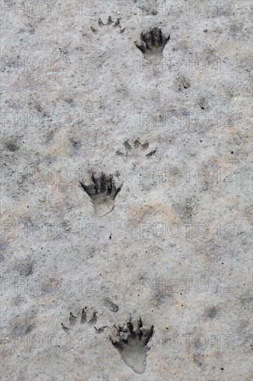 North American raccoon