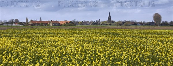 Field with rapeseed