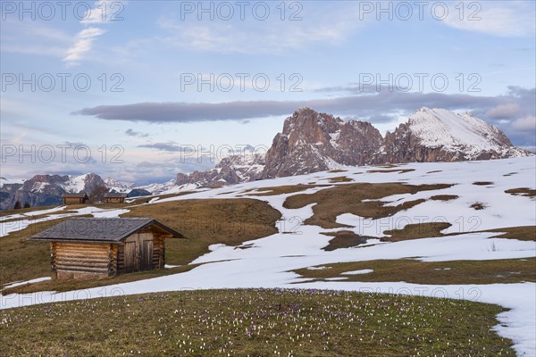 Crocus meadow in front of alpine hut